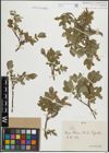 Foto von Salix hastata L.